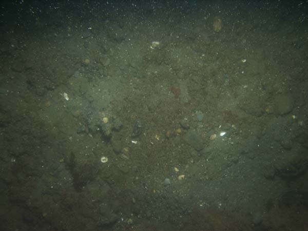 Image of sea bottom photo.