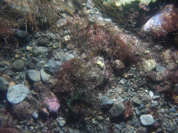 Image of sea bottom photo.