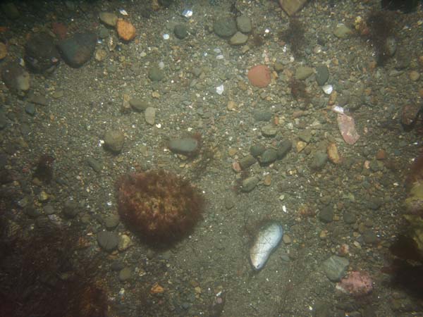 Image of sea bottom photo.