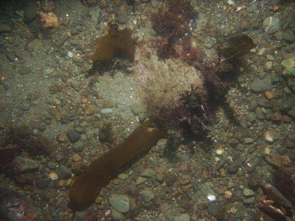 Image of sea bottom photo.