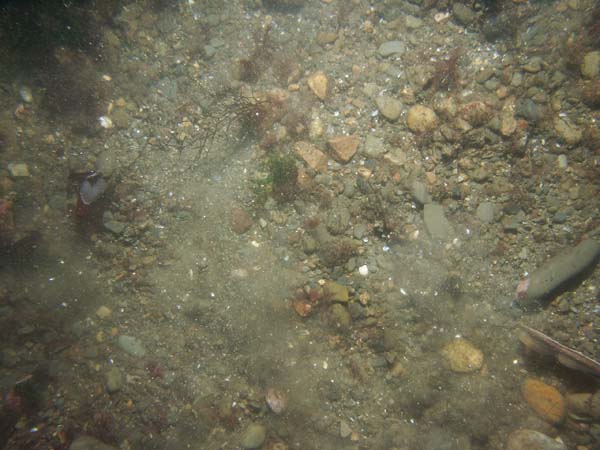 Image of sea bottom photo.