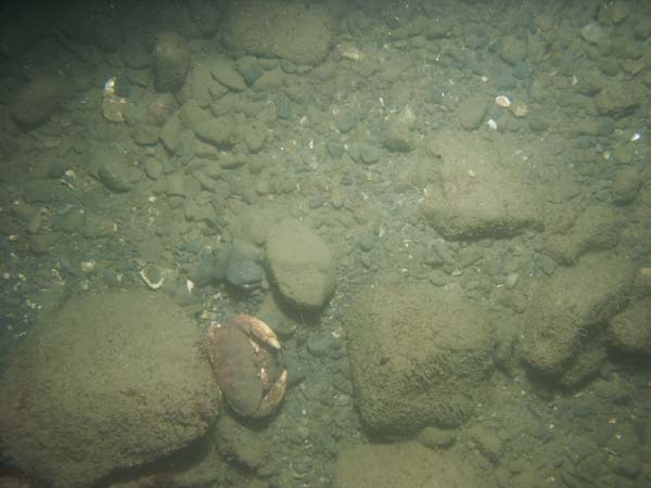 Image of sea bottom photo.