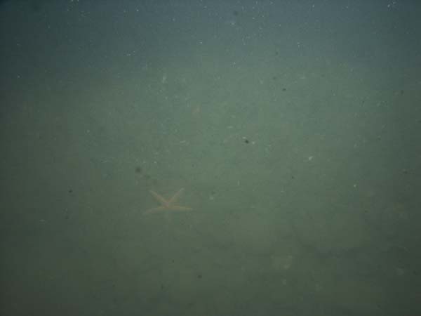 Image of sea bottom photo.