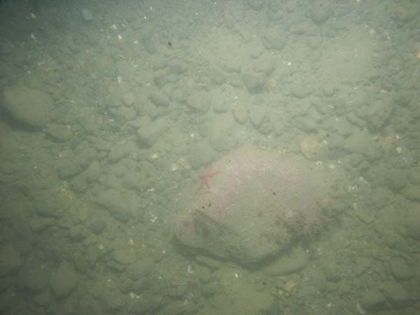 Image of sea bottom photo.