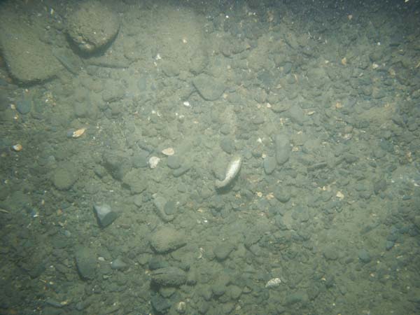 Image of sea bottom photo.