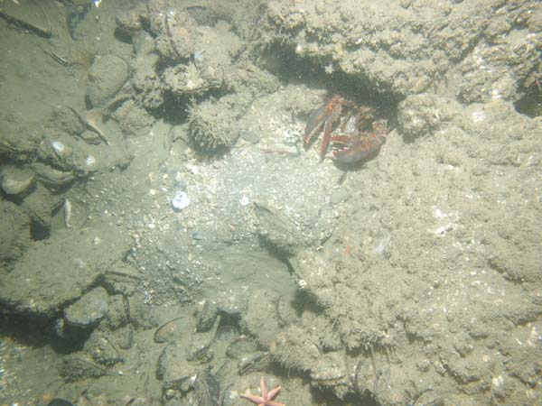 Image of sea bottom photo.