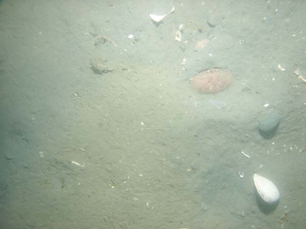 Image of sea bottom photo.