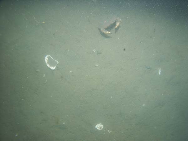 Image of sea bottom photo.