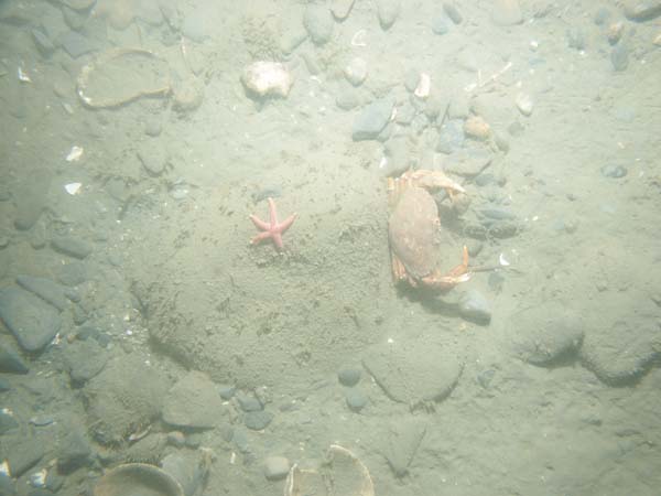 Image of sea bottom photo.