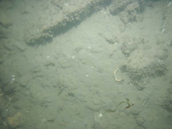 Image of sea bottom photo.