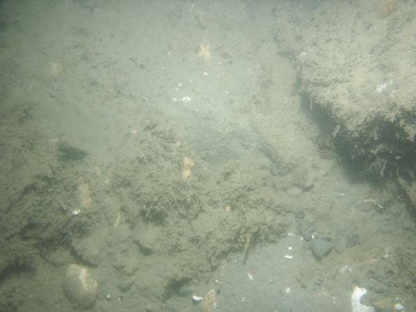 Image of sea bottom photo.