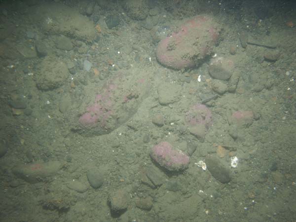 Image of sea bottom photo.