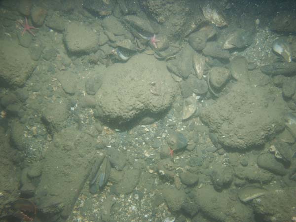 Image of sea bottom photo.