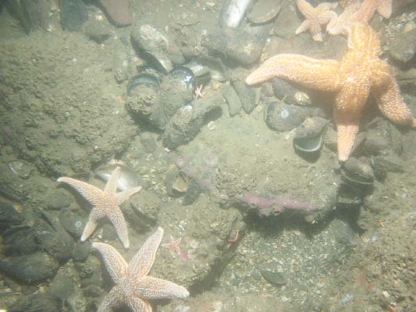 Image of sea bottom photo.