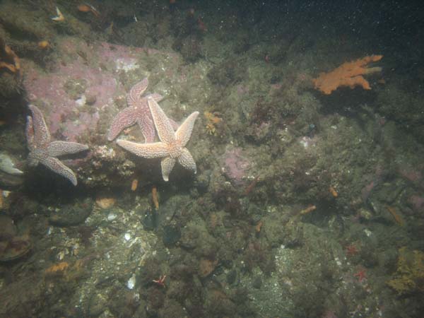 Image of sea bottom photo.