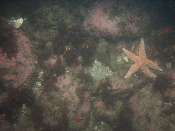 Image of sea bottom photo.