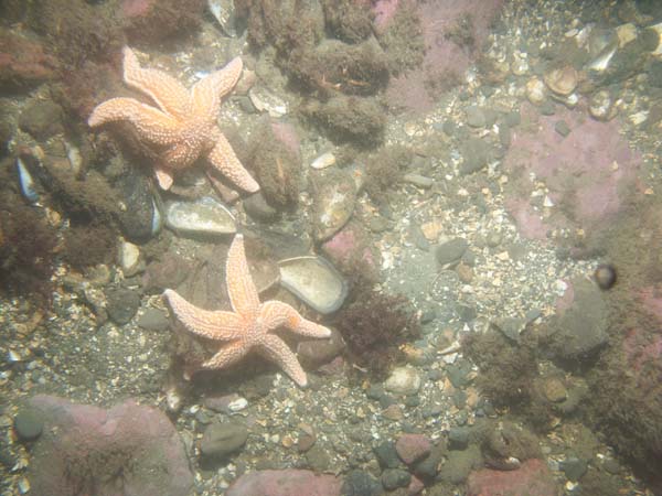 Image of sea bottom photo.