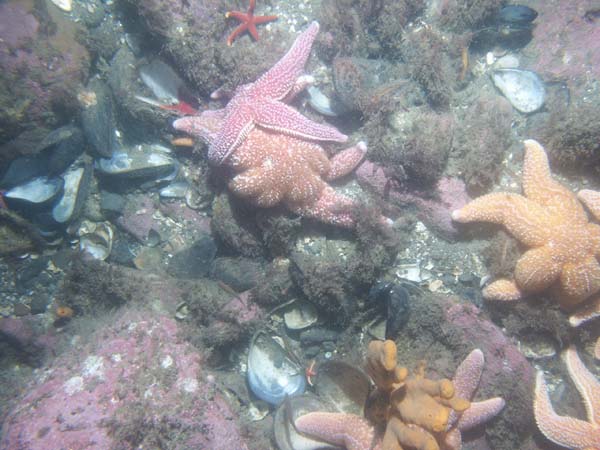 Image of sea bottom photo.