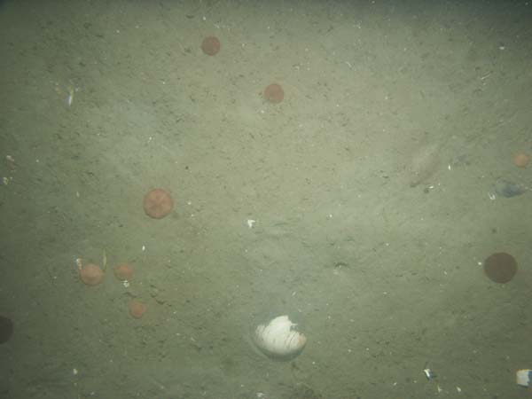 Image of sea bottom photo.