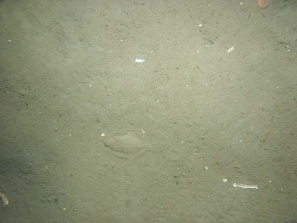 Image of sea bottom photo.