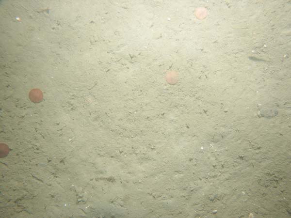 Image of sea bottom photo.