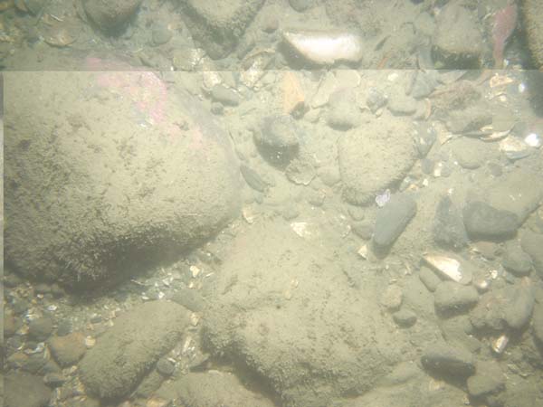 Image of sea bottom photo.