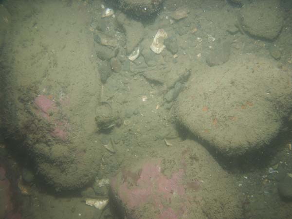 Image of sea bottom photo.