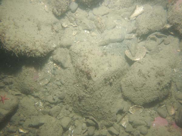 Image of sea bottom photo.