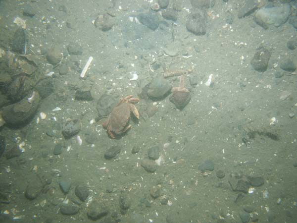 Image of sea bottom photo.