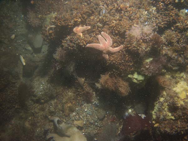 Image of sea bottom photo.