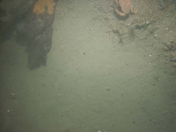 Image of sea bottom photo.