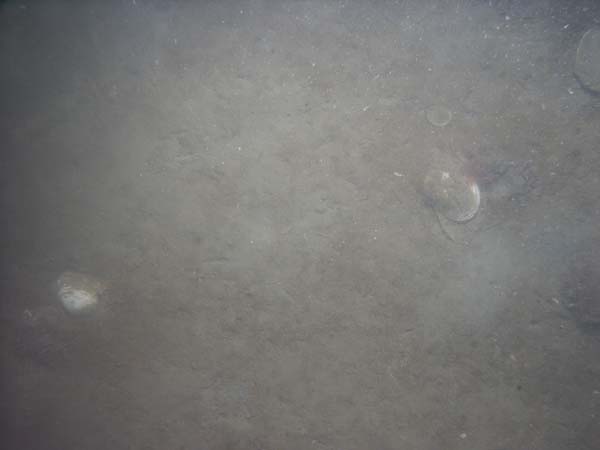 Image of sea bottom photo.