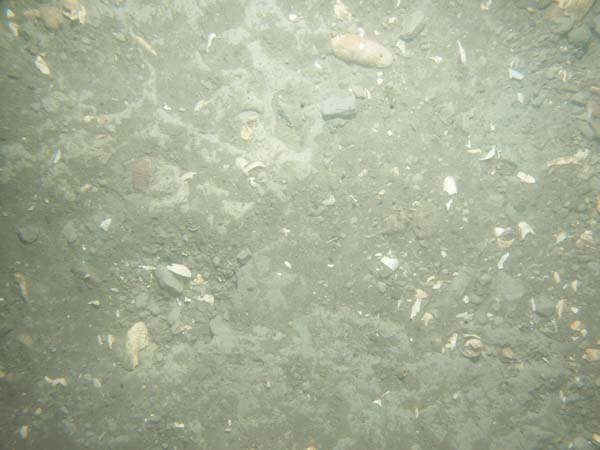 Image of sea bottom photo.