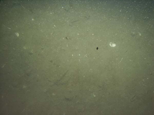 Image of sea bottom photo.