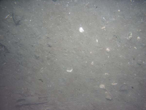 Image of sea bottom photo.