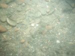 sea-floor photo