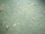 sea-floor photo