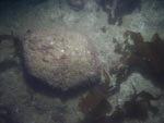 sea-floor photo