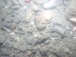 sea-floor photo