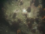 sea-floor photo