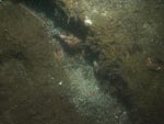 sea-floor photo