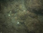 sea-floor photo