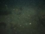 sea-floor photo