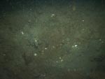 sea-floor photo