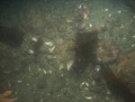 sea-floor photo