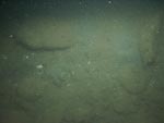 sea-floor photo