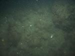 sea-floor photo