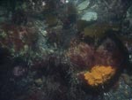 sea-floor photo