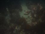 sea-floor photo