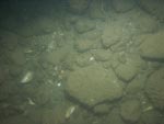 sea-floor photo